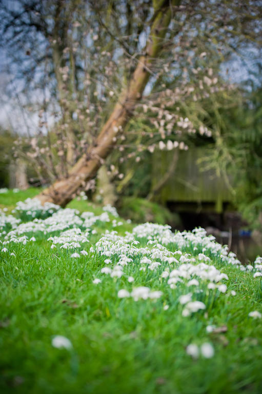 Walford Court Bed & Breakfast Leintwardine Exterior foto